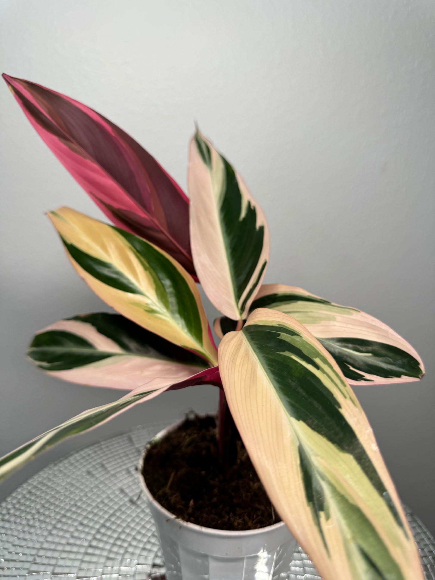 Stromanthe Tri-color