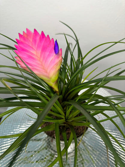 Pink Quill Plant