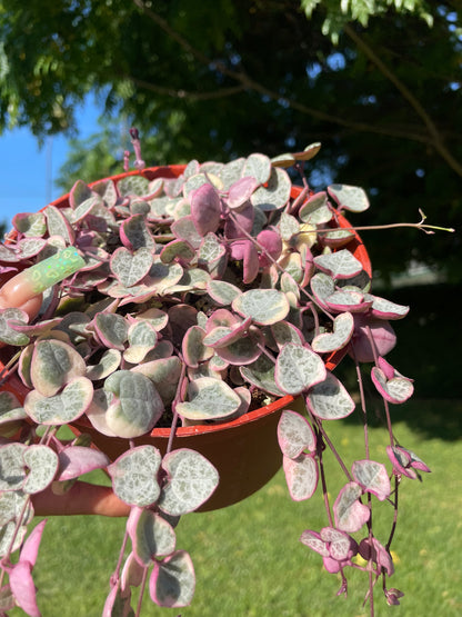 Variegated String of Hearts