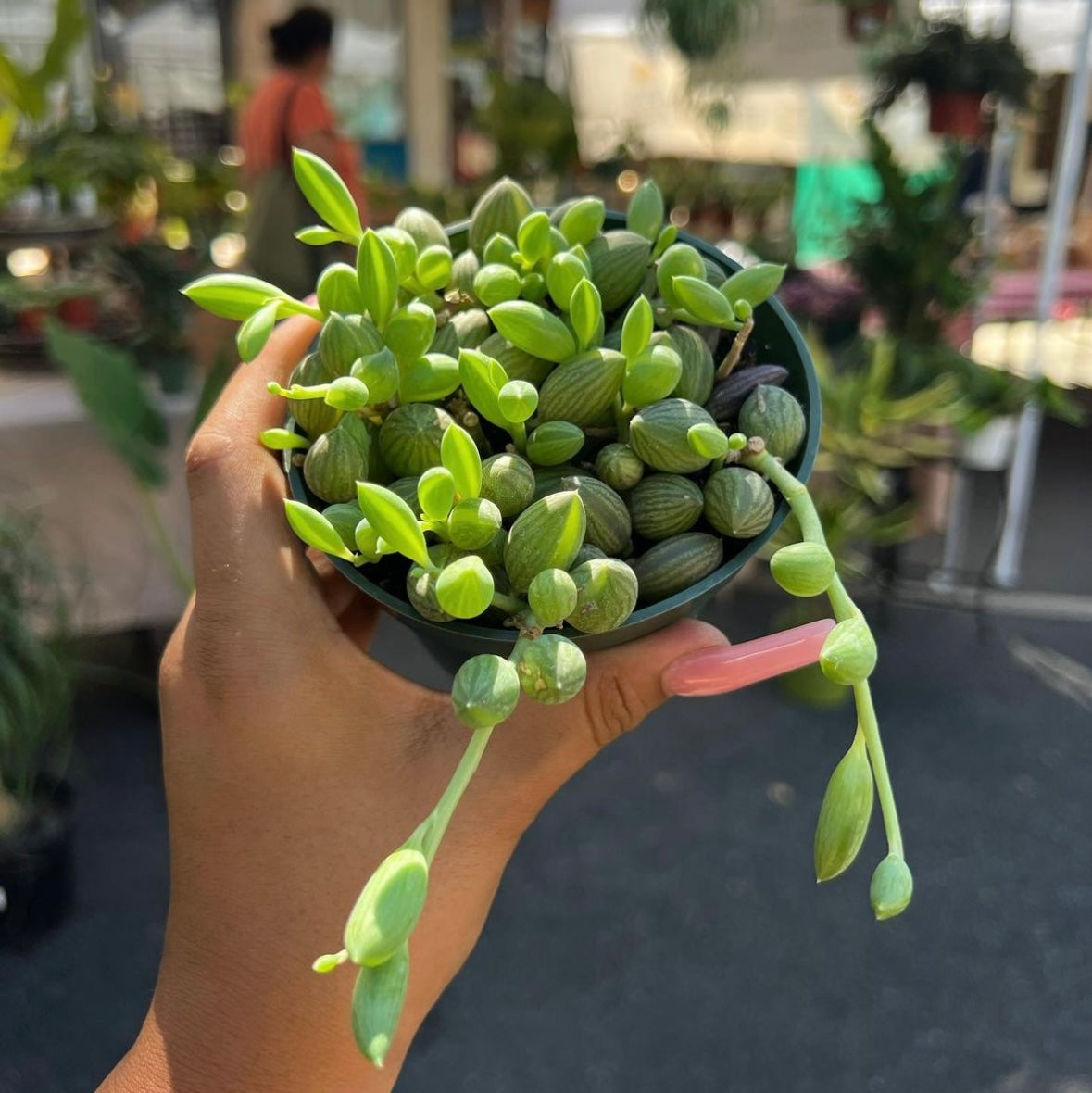 String of Watermelon