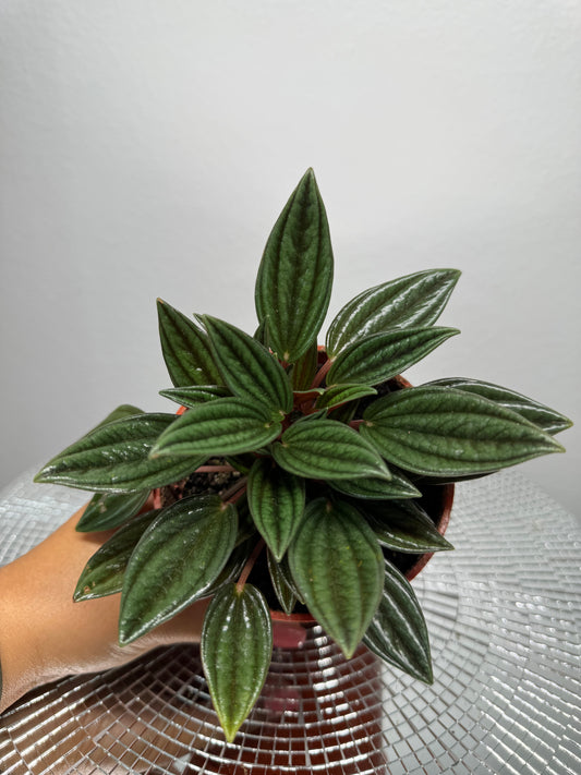 Peperomia Rosso