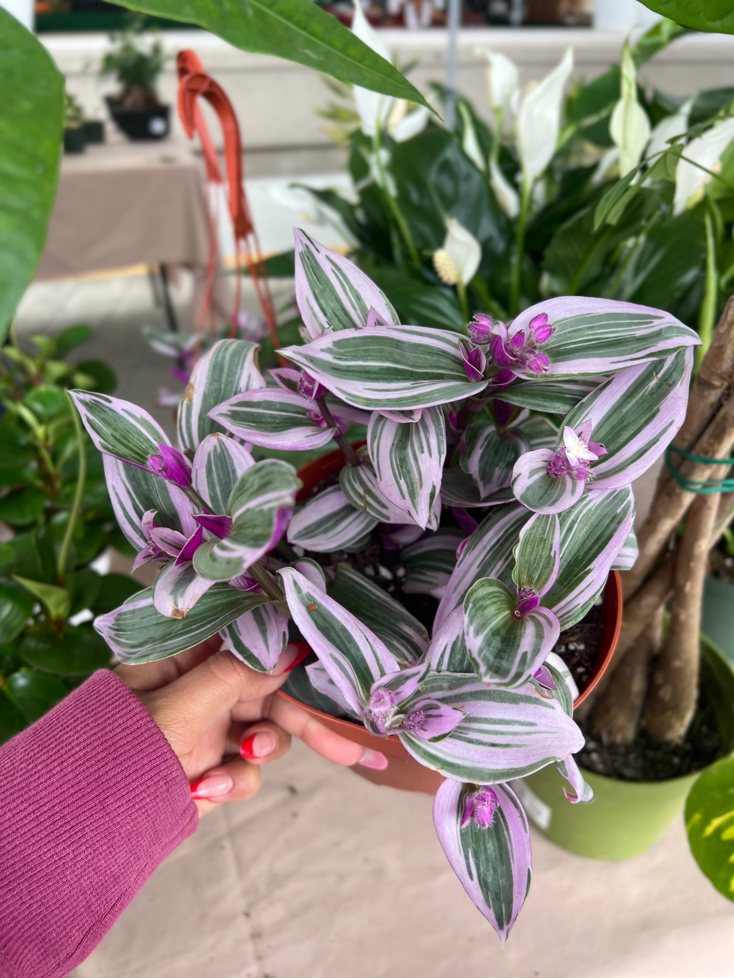 Tradescantia Nanouk