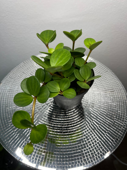 Peperomia Hope