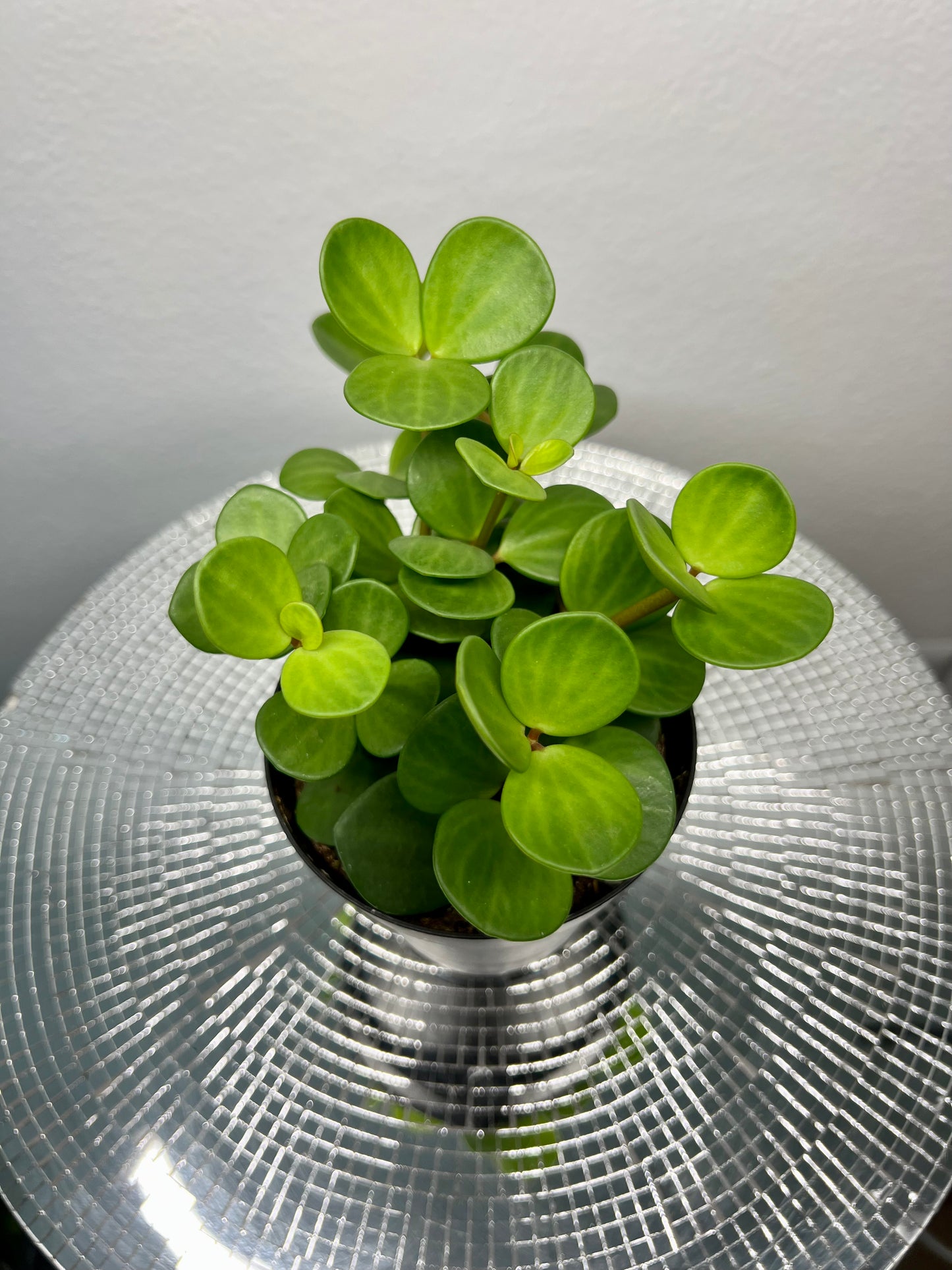 Peperomia Hope