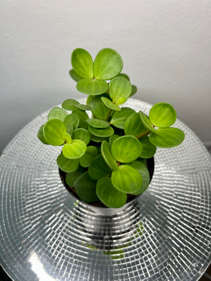 Peperomia Hope