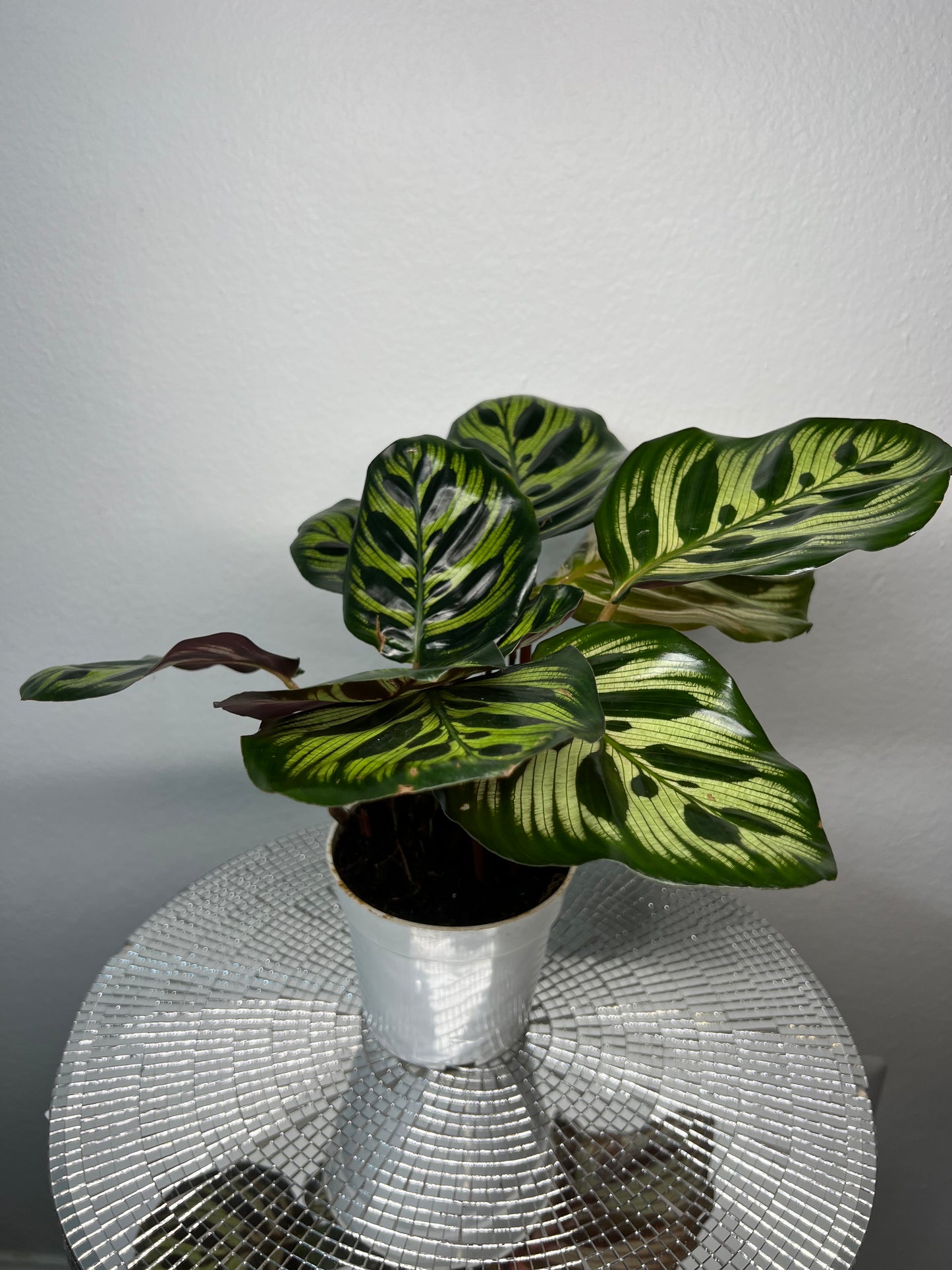 Calathea makoyana