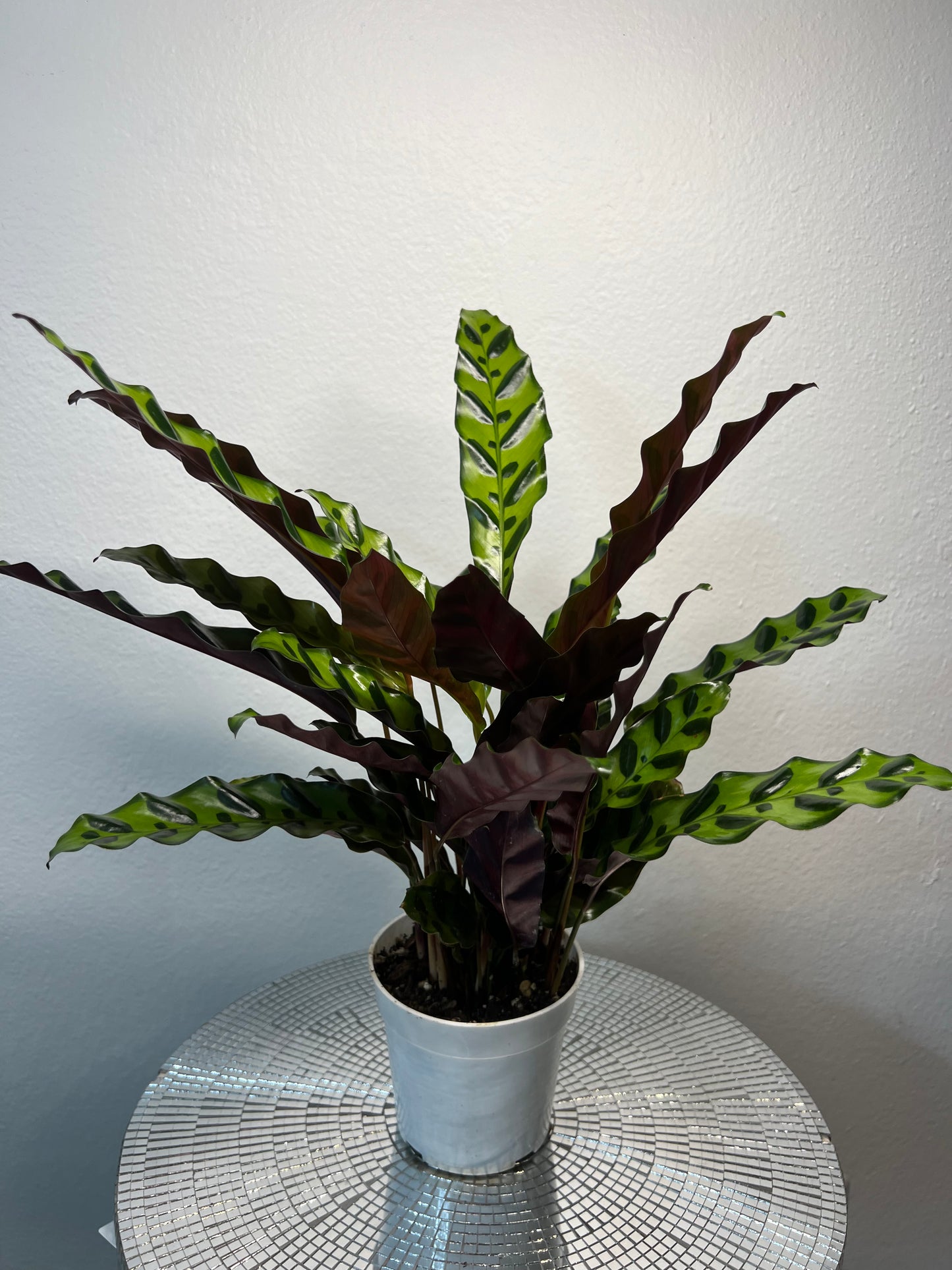Calathea lancifolia