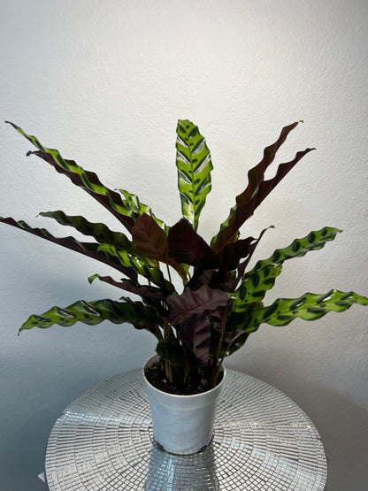 Calathea lancifolia