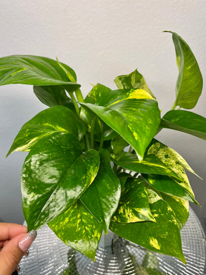 Golden Pothos