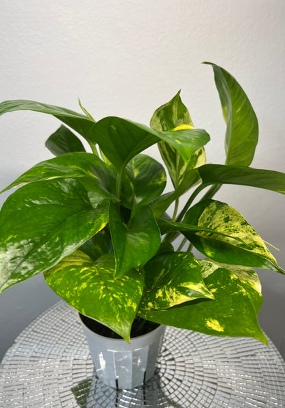 Golden Pothos