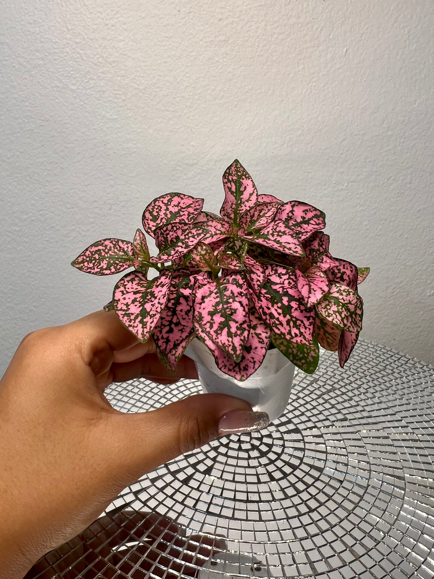 Polka Dot Plant
