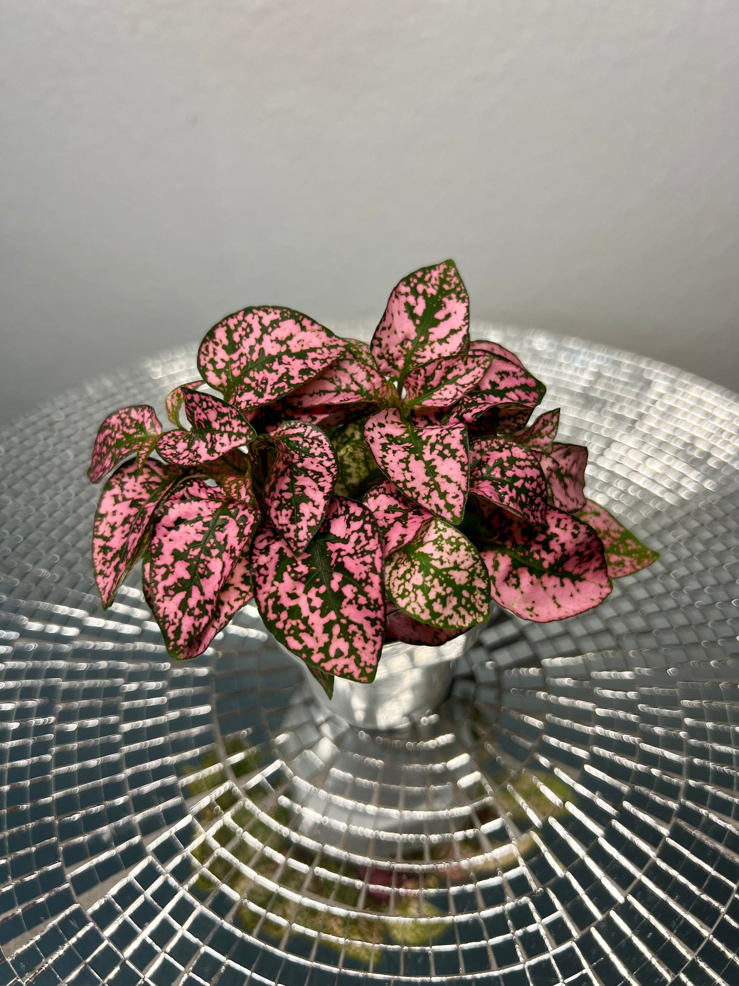 Polka Dot Plant