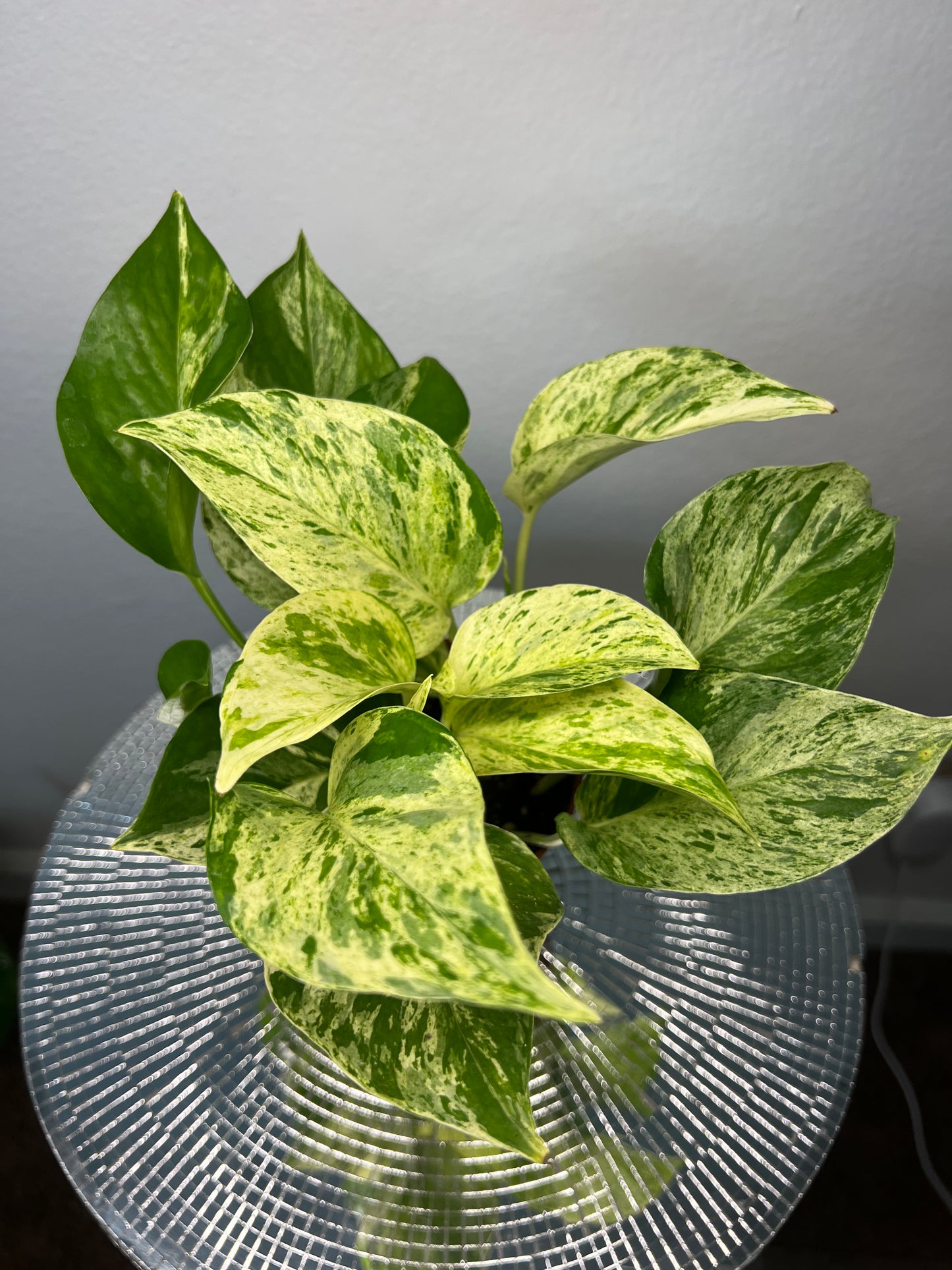 Marble Queen Pothos