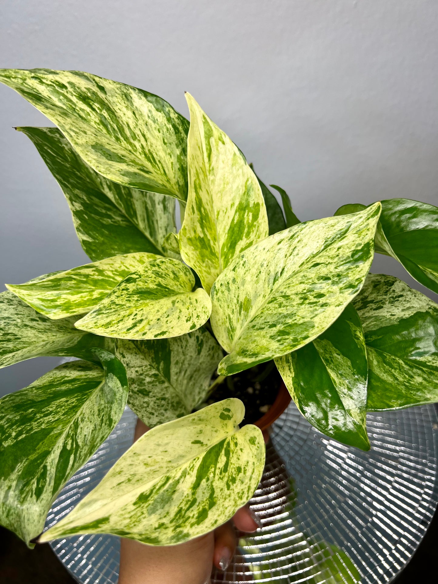 Marble Queen Pothos