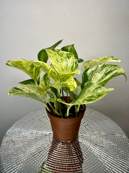 Marble Queen Pothos