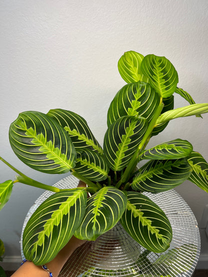 Maranta Lemon Lime