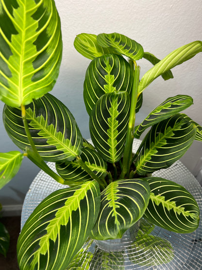 Maranta Lemon Lime