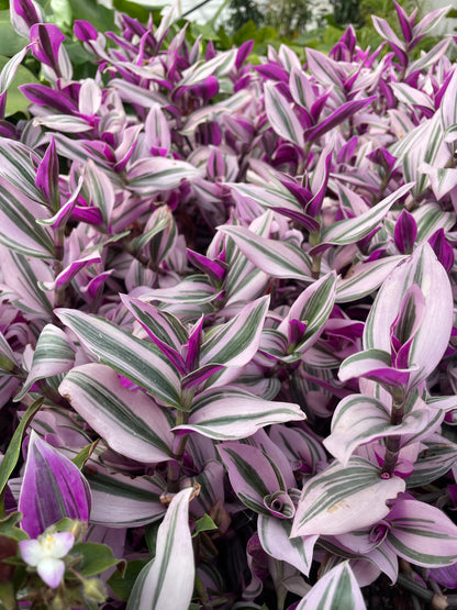 Tradescantia Nanouk