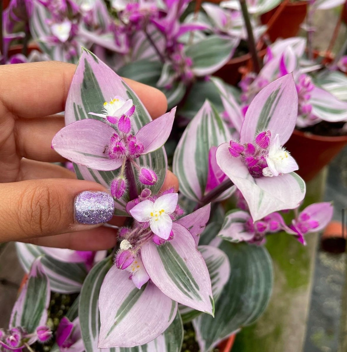 Tradescantia Nanouk