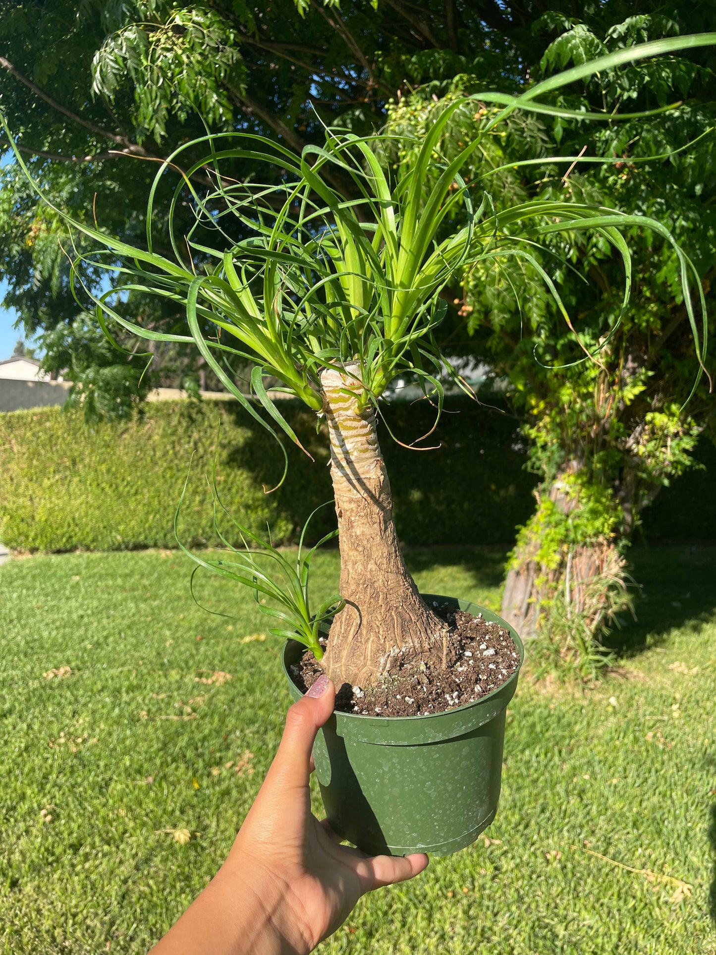 Ponytail Palm