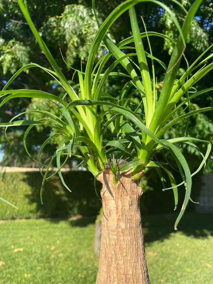 Ponytail Palm